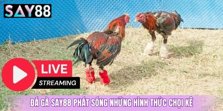 Giới Thiệu Đá Gà Say88 – Sân Chơi Đá Gà Trực Tuyến Đẳng Cấp Toàn Cầu