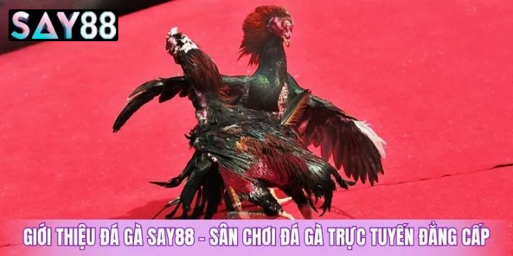 Các Hình Thức Chọi Kê Đa Dạng Và Hấp Dẫn Được Phát Sóng Tại Đá Gà Say88