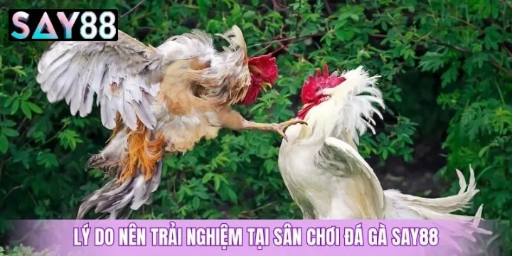 Vì Sao Đá Gà Say88 Lại Thu Hút Đông Đảo Người Chơi Đến Vậy?
